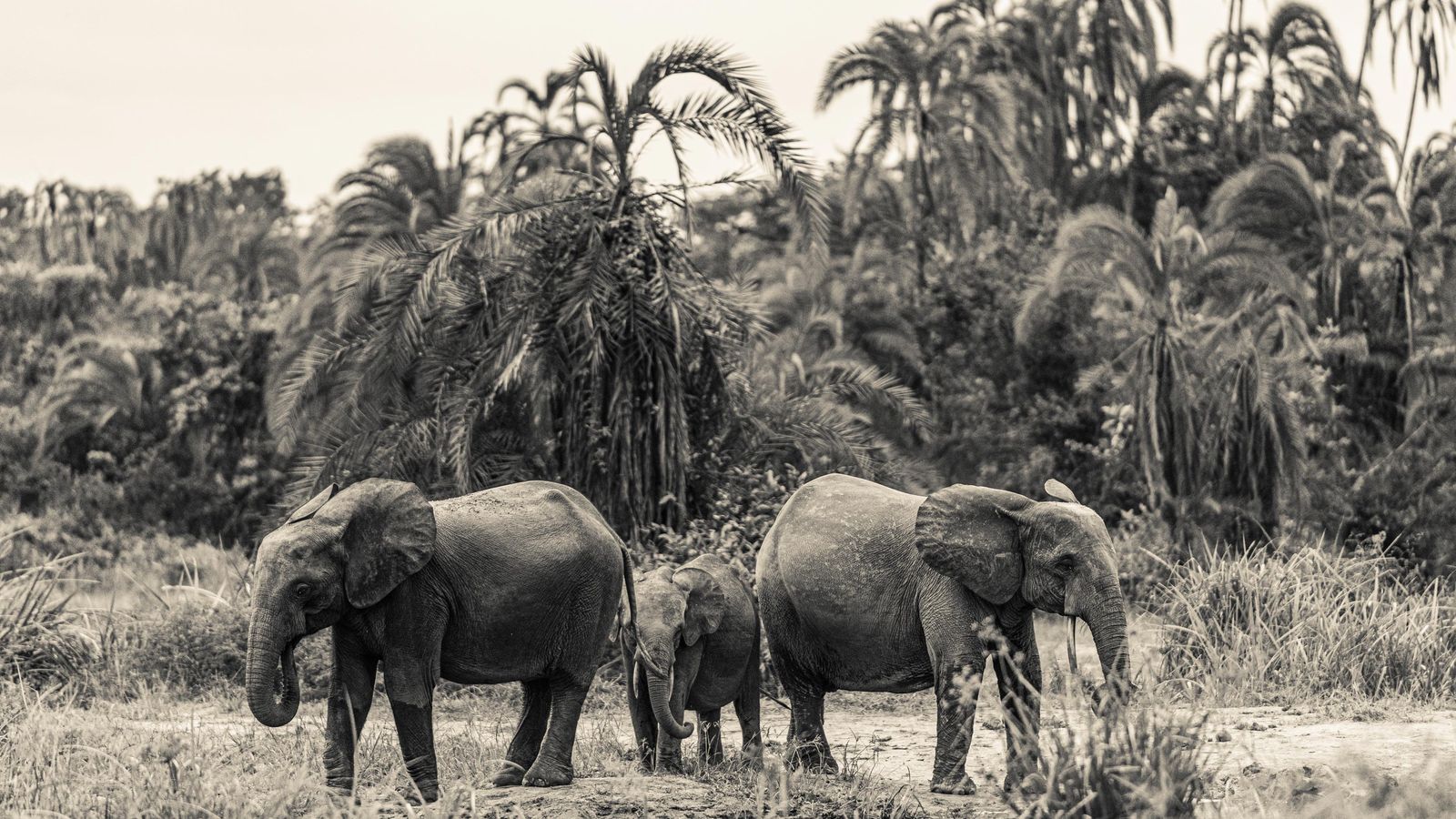 This string of Congolese rainforest lodges allows guests to witness first-hand the fight to preserve its wilderness